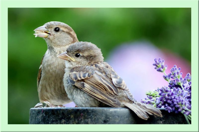 Haussperling Weibchen mit Jungem